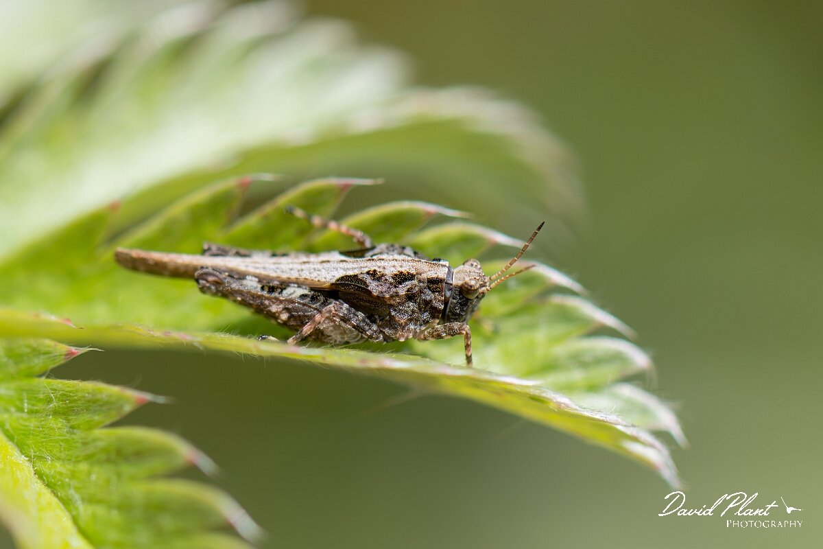 David Plant Photography - Wildlife Photography - Slender groundhopper, Tetrix subulata - D.jpg - Slender groundhopper, Tetrix subulata - Devon