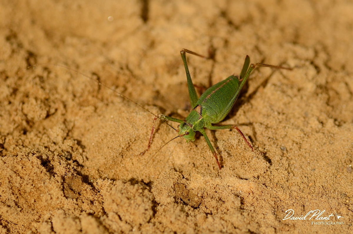 David Plant Photography - Wildlife Photography - Speckled bush-cricket, Leptophyes punctatissima - A.jpg - Speckled bush-cricket, Leptophytes punctatissima - Cambridgeshire