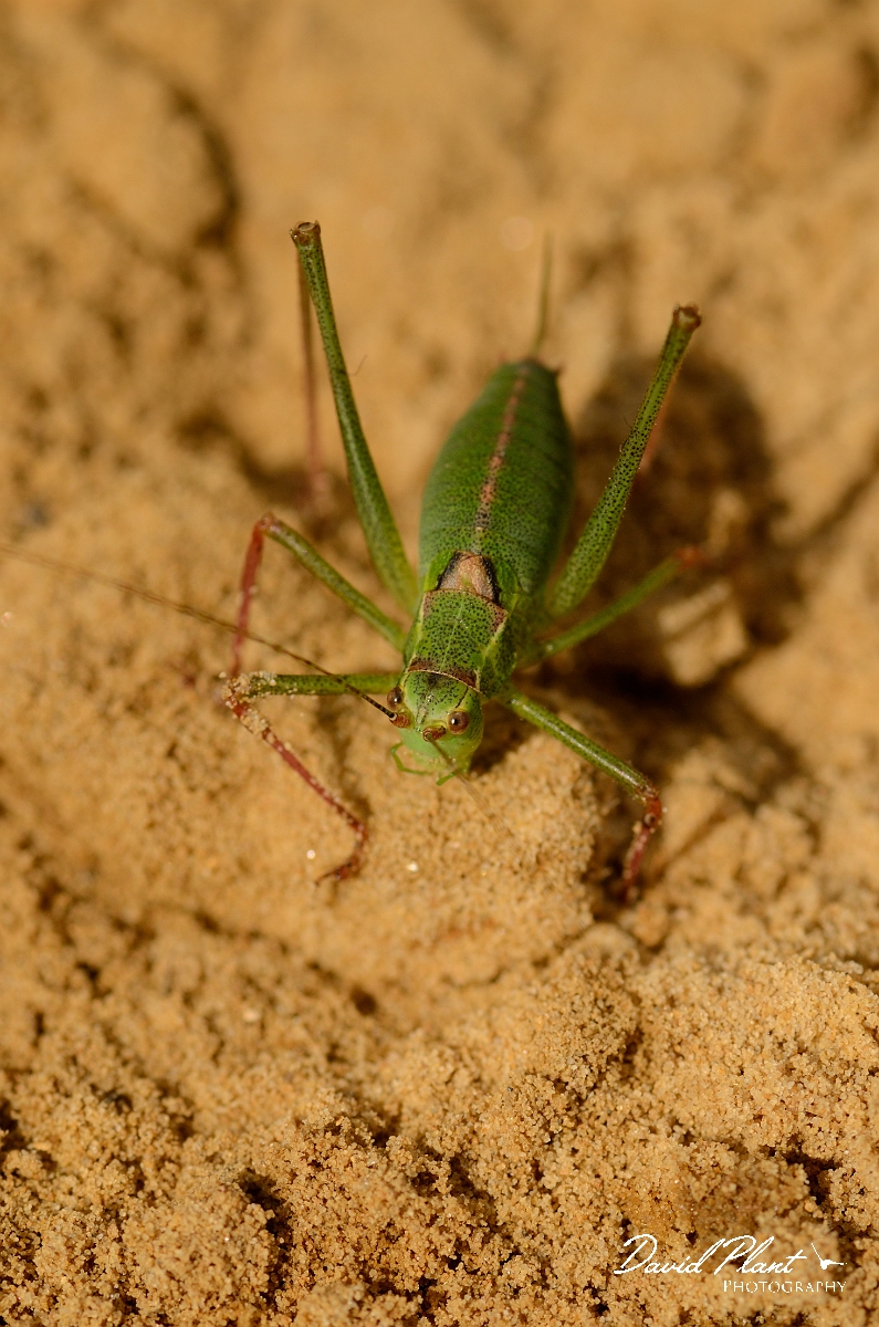 David Plant Photography - Wildlife Photography - Speckled bush-cricket, Leptophyes punctatissima - B.jpg - Speckled bush-cricket, Leptophytes punctatissima - Cambridgeshire