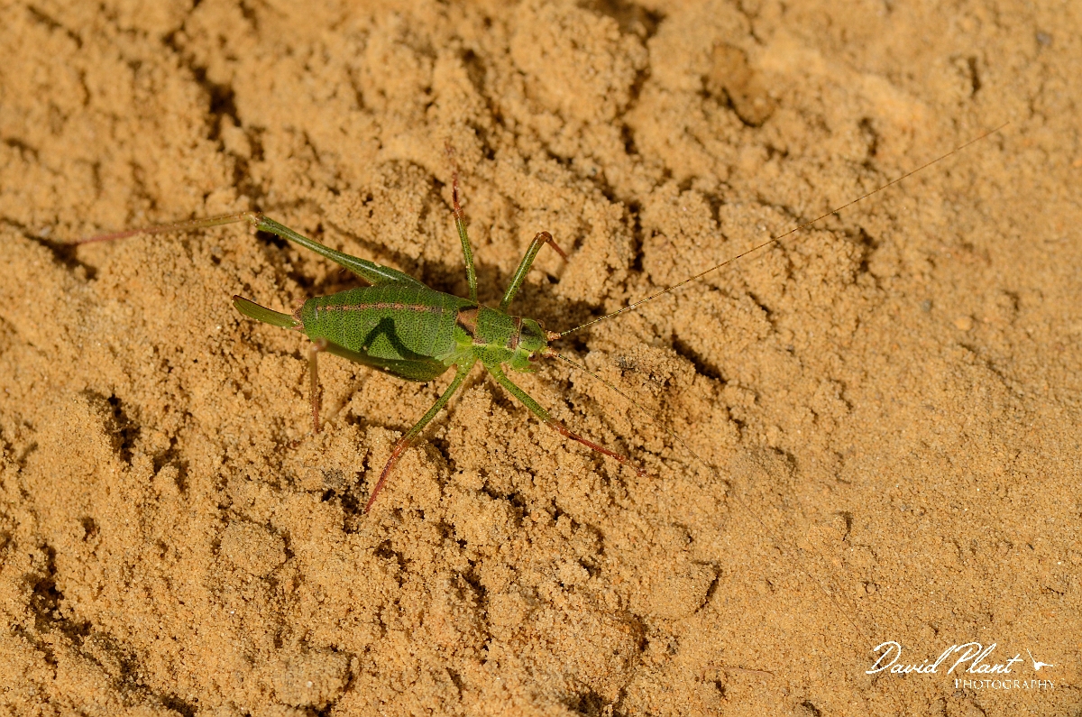 David Plant Photography - Wildlife Photography - Speckled bush-cricket, Leptophyes punctatissima - C.jpg - Speckled bush-cricket, Leptophytes punctatissima - Cambridgeshire