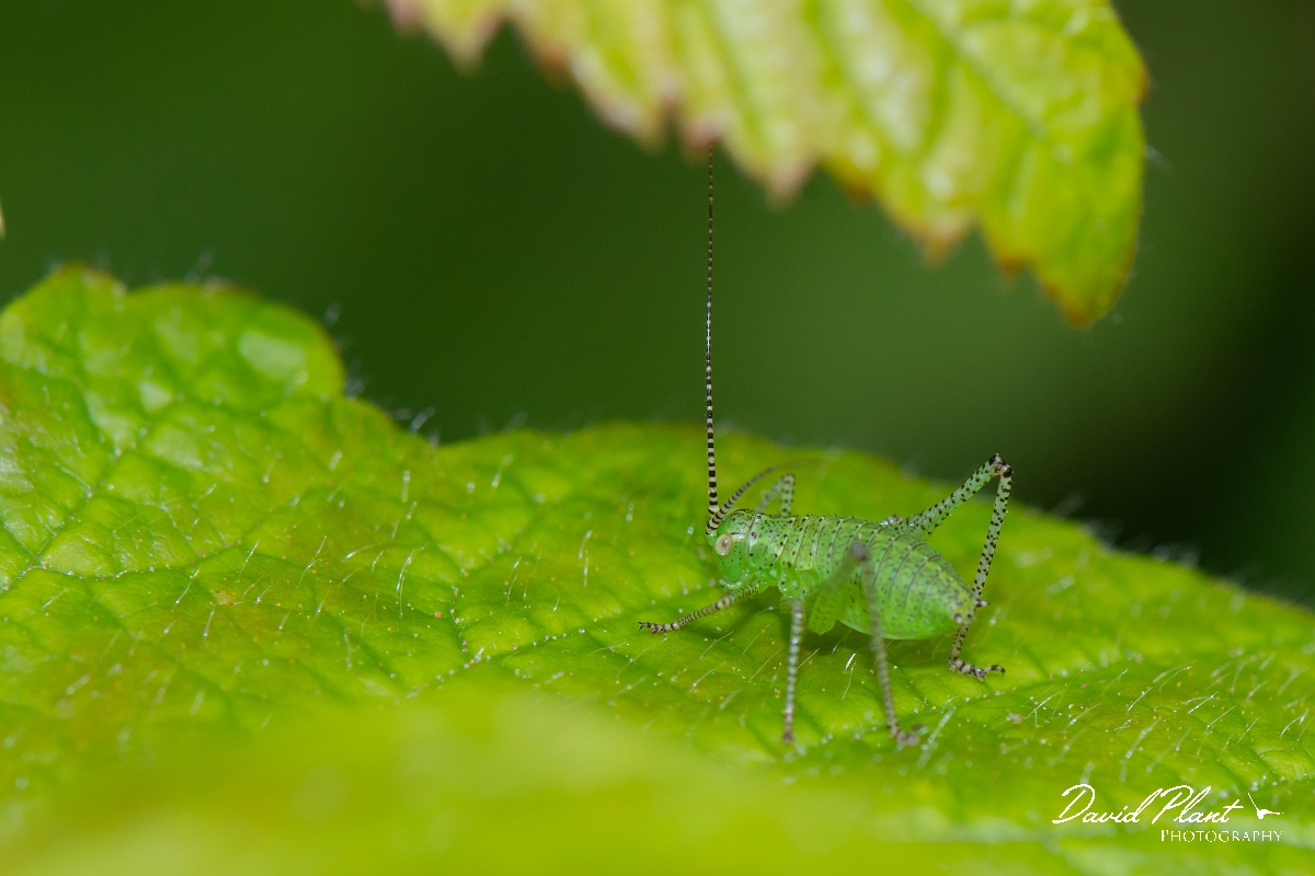 David Plant Photography - Wildlife Photography - Speckled bush-cricket, Leptophyes punctatissima - D.jpg - Speckled bush-cricket, juvenile Leptophytes punctatissima - Kent