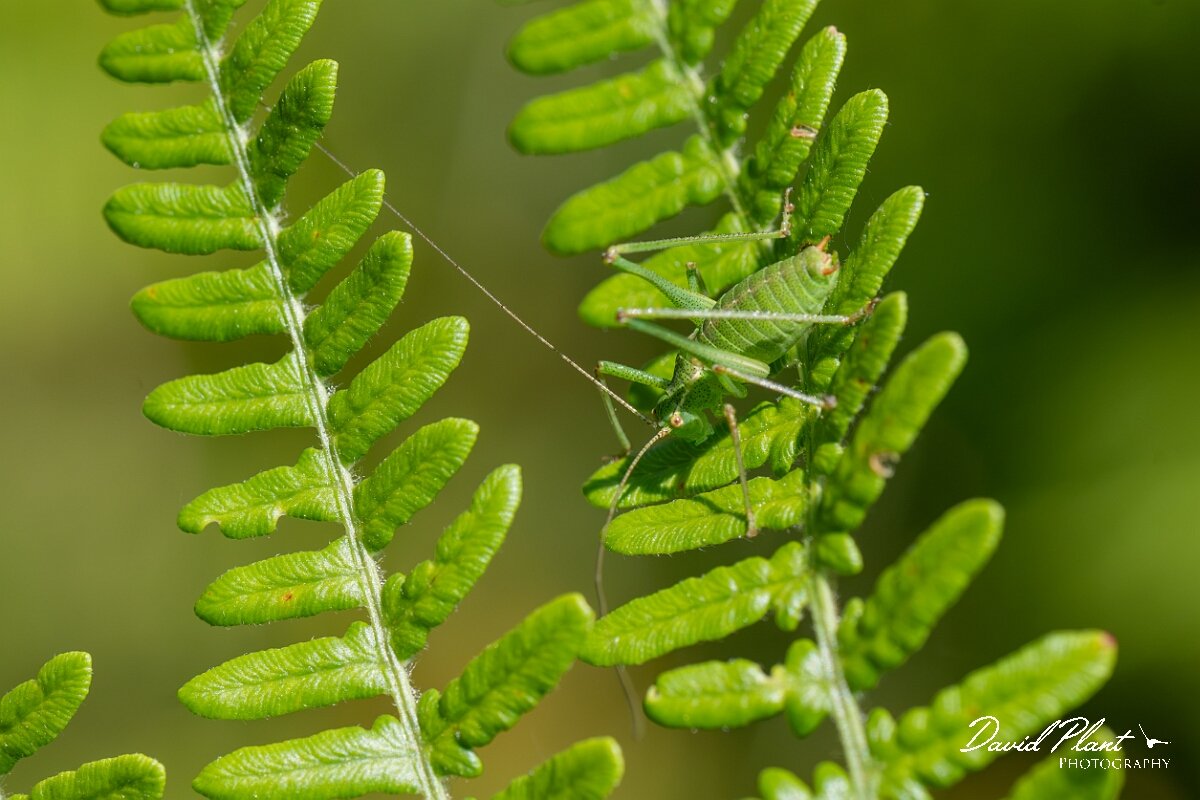 David Plant Photography - Wildlife Photography - Speckled bush-cricket, Leptophyes punctatissima - E.jpg - Speckled Bush-cricket, Leptophyes punctatissima - North Somerset
