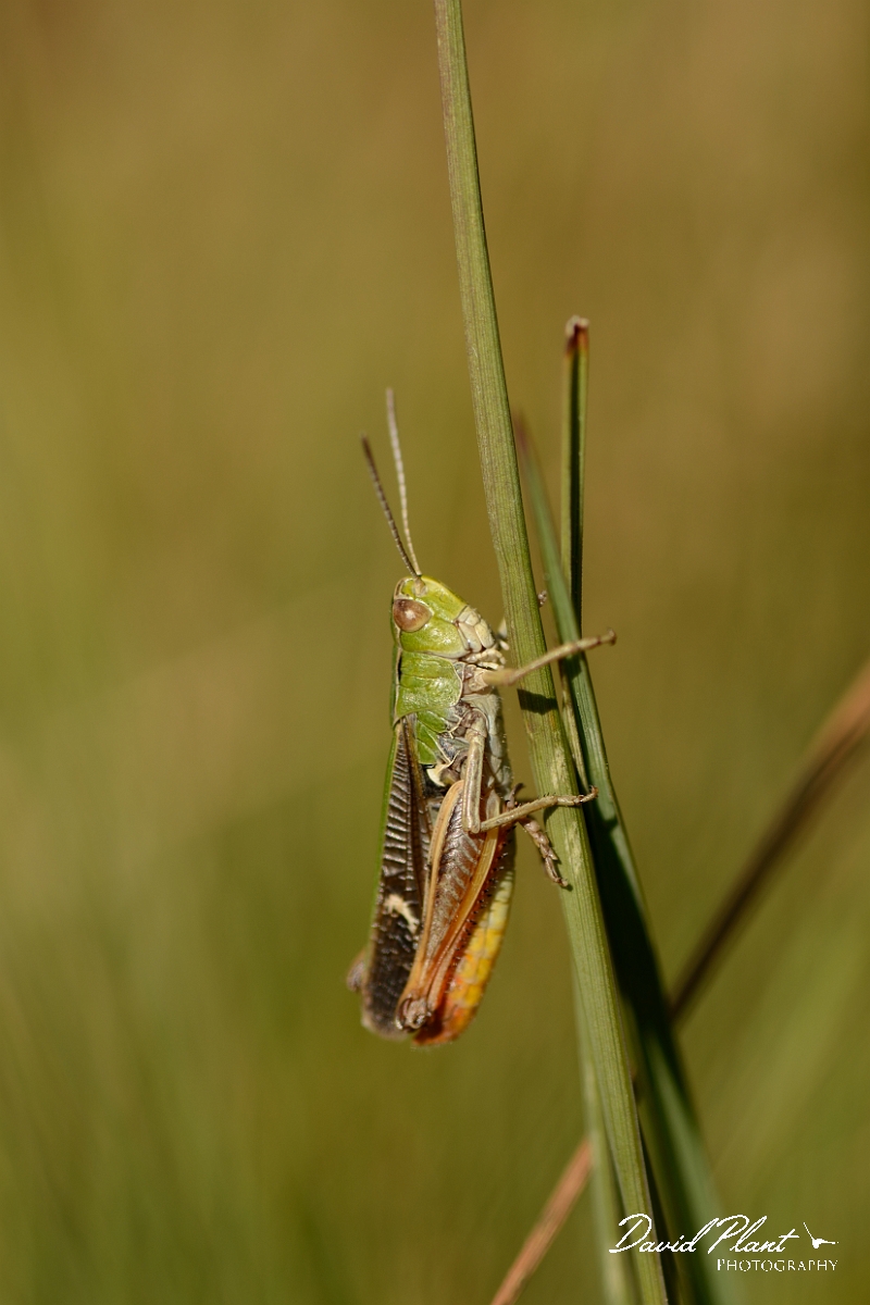 David Plant Photography - Wildlife Photography - Stripe-winged grasshopper, Stenobothrus lineatus - A.jpg - Stripe-winged grasshopper, Stenobothrus lineatus - Dorset