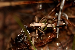 David Plant Photography - Wildlife Photography - Bog bush-cricket, Metrioptera brachyptera - A