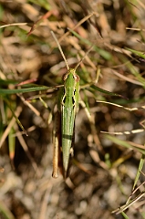 David Plant Photography - Wildlife Photography - Common green grasshopper, Omocestus viridulus - A