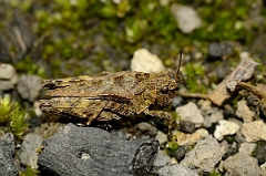 David Plant Photography - Wildlife Photography - Common groundhopper, Tetrix undulata - A