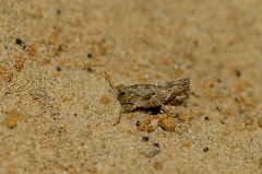 David Plant Photography - Wildlife Photography - Common groundhopper, Tetrix undulata - B