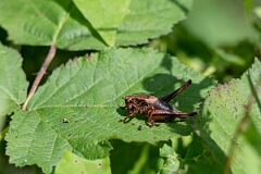 David Plant Photography - Wildlife Photography - Dark bush-cricket, Pholidoptera griseoaptera - C