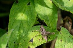 David Plant Photography - Wildlife Photography - Dark bush-cricket, Pholidoptera griseoaptera - D