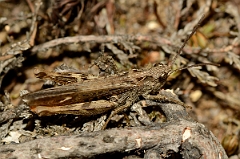 David Plant Photography - Wildlife Photography - Field grasshopper, Chorthippus brunneus - A