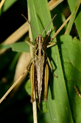 David Plant Photography - Wildlife Photography - Field grasshopper, Chorthippus brunneus - B