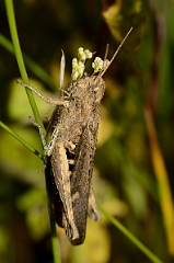 David Plant Photography - Wildlife Photography - Field grasshopper, Chorthippus brunneus - C