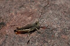 David Plant Photography - Wildlife Photography - Field grasshopper, Chorthippus brunneus - D