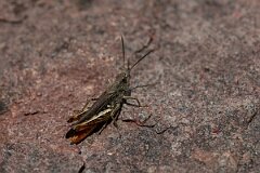David Plant Photography - Wildlife Photography - Field grasshopper, Chorthippus brunneus - E