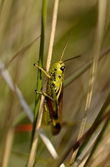 David Plant Photography - Wildlife Photography - Large marsh grasshopper, Stethophyma grossum - A
