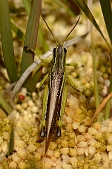 David Plant Photography - Wildlife Photography - Large marsh grasshopper, Stethophyma grossum - B