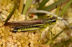 David Plant Photography - Wildlife Photography - Large marsh grasshopper, Stethophyma grossum - C