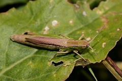 David Plant Photography - Wildlife Photography - Lesser marsh grasshopper, Chorthippus albomarginatus - A