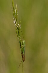 David Plant Photography - Wildlife Photography - Long-winged conehead, Conocephalus fuscus - A