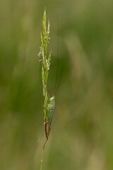 David Plant Photography - Wildlife Photography - Long-winged conehead, Conocephalus fuscus - B