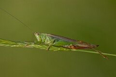 David Plant Photography - Wildlife Photography - Long-winged conehead, Conocephalus fuscus - C