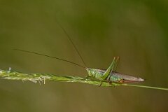 David Plant Photography - Wildlife Photography - Long-winged conehead, Conocephalus fuscus - D