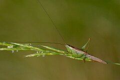David Plant Photography - Wildlife Photography - Long-winged conehead, Conocephalus fuscus - E