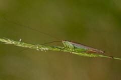 David Plant Photography - Wildlife Photography - Long-winged conehead, Conocephalus fuscus - F
