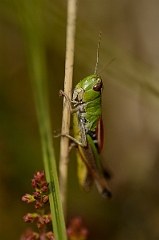 David Plant Photography - Wildlife Photography - Meadow grasshopper, Chorthippus parallelus - A