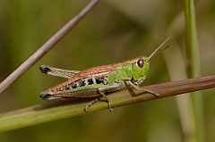 David Plant Photography - Wildlife Photography - Meadow grasshopper, Chorthippus parallelus - B