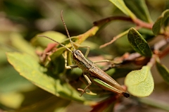 David Plant Photography - Wildlife Photography - Meadow grasshopper, Chorthippus parallelus - D