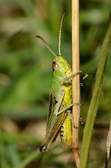 David Plant Photography - Wildlife Photography - Meadow grasshopper, Chorthippus parallelus - E