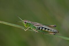 David Plant Photography - Wildlife Photography - Meadow grasshopper, Chorthippus parallelus - F