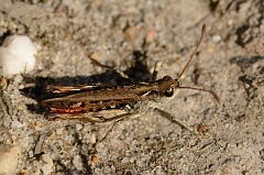 David Plant Photography - Wildlife Photography - Mottled grasshopper, Myrmeleotettix maculatus - C