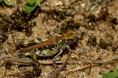 David Plant Photography - Wildlife Photography - Mottled grasshopper, Myrmeleotettix maculatus - D