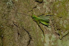 David Plant Photography - Wildlife Photography - Oak bush-cricket, Meconema thalassinum - A