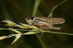 David Plant Photography - Wildlife Photography - Roesel's bush-cricket - A