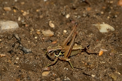 David Plant Photography - Wildlife Photography - Roesel's bush-cricket - B