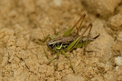 David Plant Photography - Wildlife Photography - Roesel's bush-cricket, Metrioptera roeselii - C