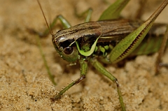 David Plant Photography - Wildlife Photography - Roesel's bush-cricket, Metrioptera roeselii - D