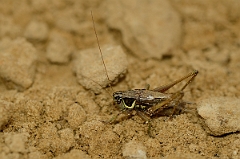 David Plant Photography - Wildlife Photography - Roesel's bush-cricket, Metrioptera roeselii - E