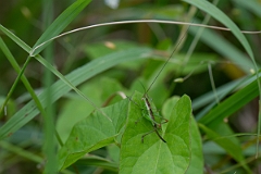 David Plant Photography - Wildlife Photography - Short-winged conehead, Conocephalus dorsalis - A