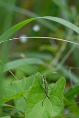 David Plant Photography - Wildlife Photography - Short-winged conehead, Conocephalus dorsalis - B