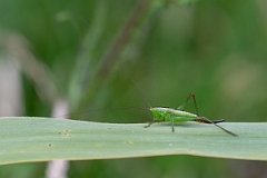 David Plant Photography - Wildlife Photography - Short-winged conehead, Conocephalus dorsalis - C