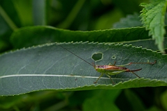 David Plant Photography - Wildlife Photography - Short-winged conehead, Conocephalus dorsalis - E