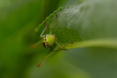 David Plant Photography - Wildlife Photography - Short-winged conehead, Conocephalus dorsalis - F