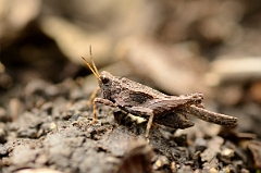 David Plant Photography - Wildlife Photography - Slender groundhopper, Tetrix subulata - A