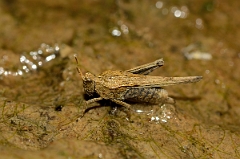 David Plant Photography - Wildlife Photography - Slender groundhopper, Tetrix subulata - B