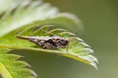 David Plant Photography - Wildlife Photography - Slender groundhopper, Tetrix subulata - D
