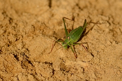 David Plant Photography - Wildlife Photography - Speckled bush-cricket, Leptophyes punctatissima - A
